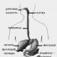 Анатомія і фізіологія травної системи людини