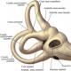 Анатомія внутрішнього вуха
