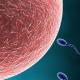 Механізм зачаття Що таке сперматозоїд у біології