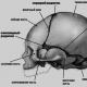 Craniosynostosis หรือการขยายตัวของซีสต์ในกะโหลกศีรษะก่อนวัยอันควร