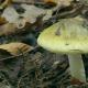 Отруйні рослини, небезпечні при вживанні для харчування Отруйні гриби рослини тварини місцевості
