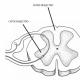 Внутрішня будова спинного мозку У спинному мозку розташовані ядра