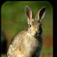 Чому у зайця довгі вуха (Мансійська)